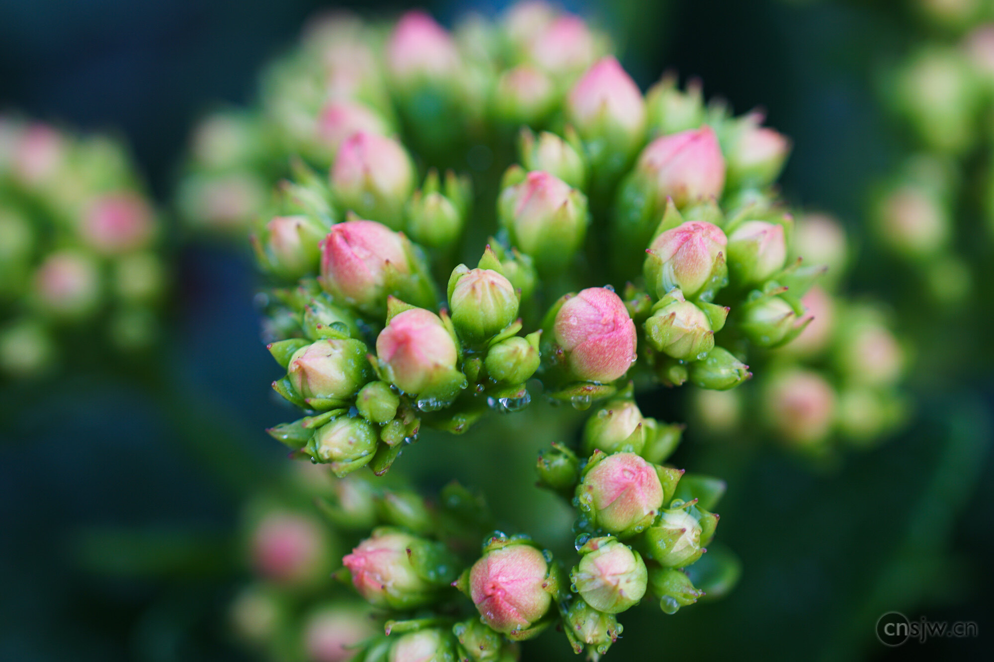 超过 1 张关于“Aquilegias”和“花朵”的免费图片 - Pixabay